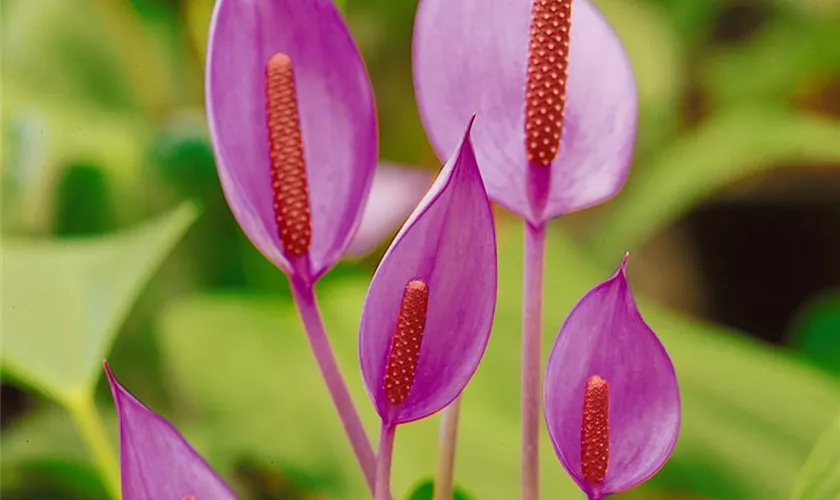 Flamingoblume 'Purple'