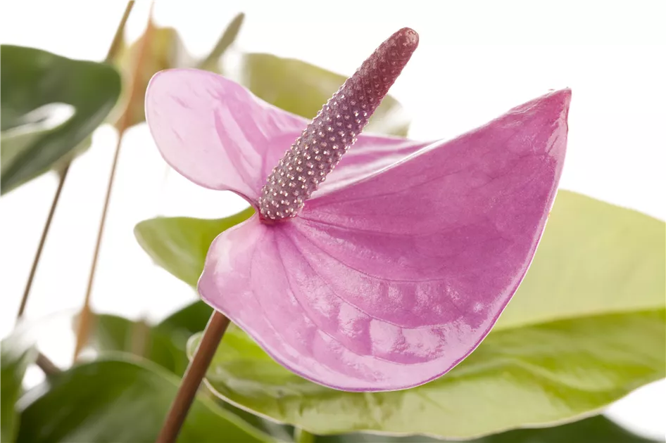 Anthurium x andreanum, rosa Pflanze, Pflege & Tipps  Floragard