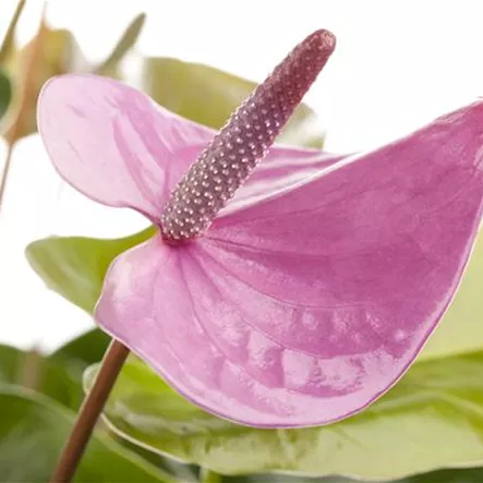 Anthurium x andreanum, rosa Anthurium x andreanum, rosa