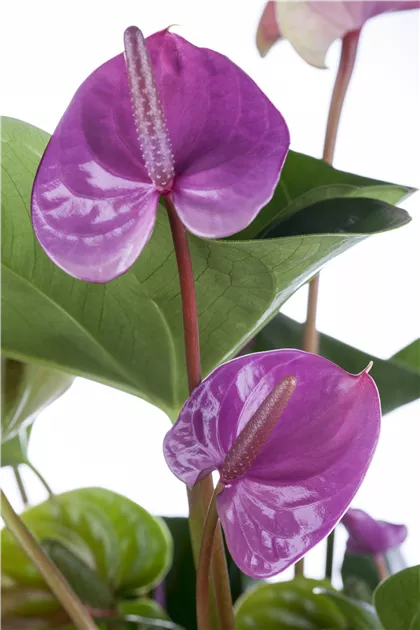 Anthurium x andreanum 'Zizou' Pflanze, Pflege & Tipps  Floragard