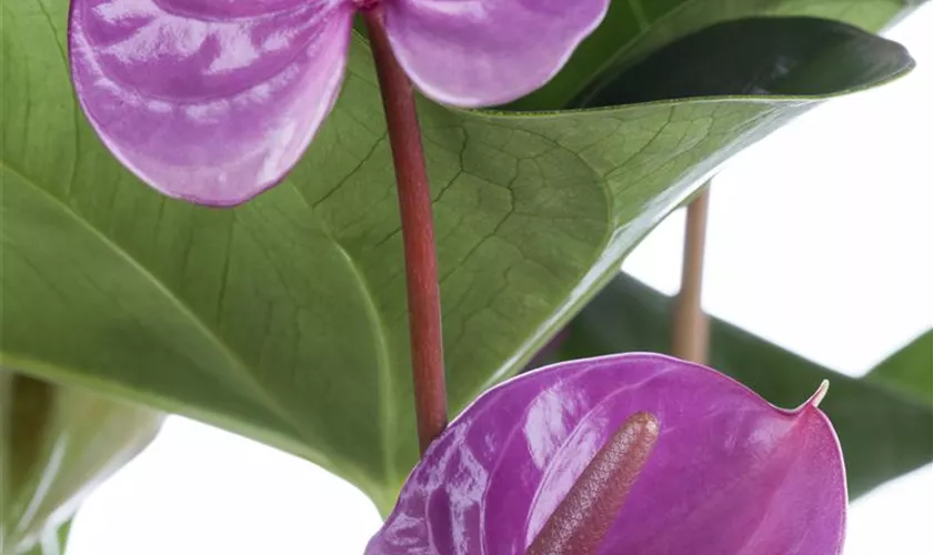 Flamingoblume 'Zizou'
