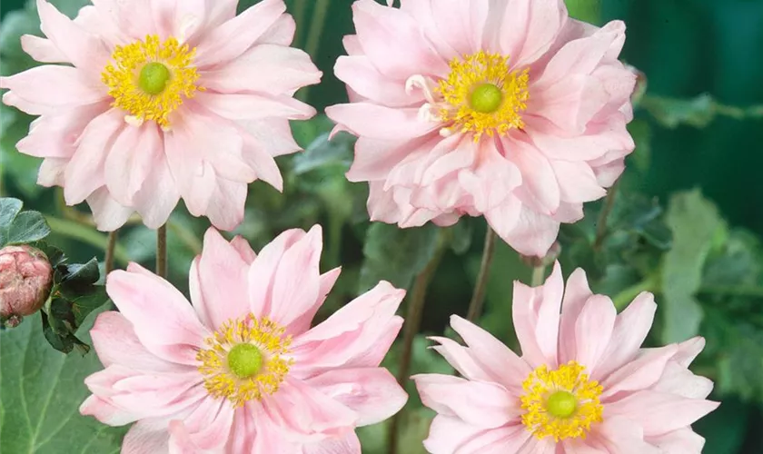 Garten-Herbst-Anemone 'Lady Gilmour'