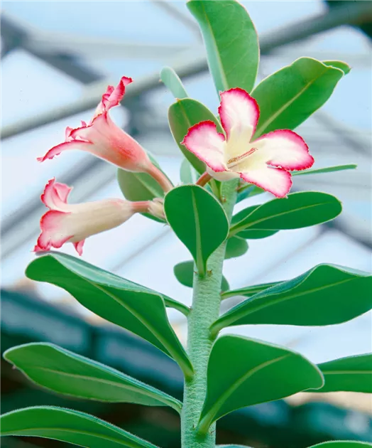 Wstenrose 'Anouk' Pflanze, Pflege & Tipps  Floragard