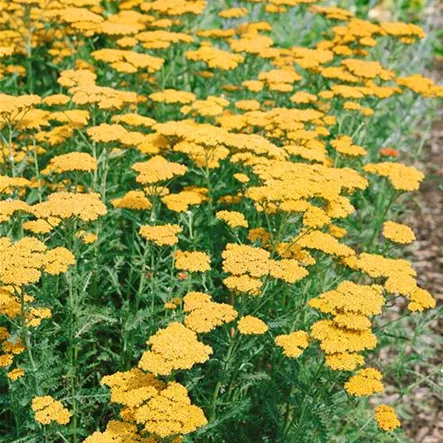 Achillea filipendulina 'Golden Plate'