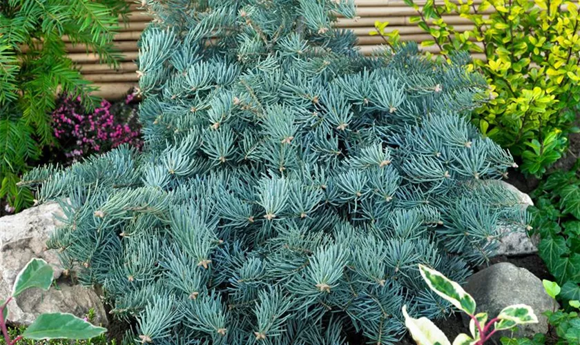 Abies concolor 'Eagle Point'