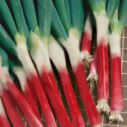 Allium fistulosum 'Red Toga' Allium fistulosum 'Red Toga'