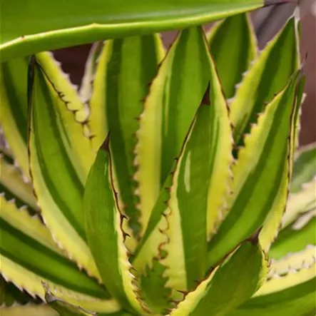 Agave lophantha 'Quadricolor' Agave lophantha 'Quadricolor'