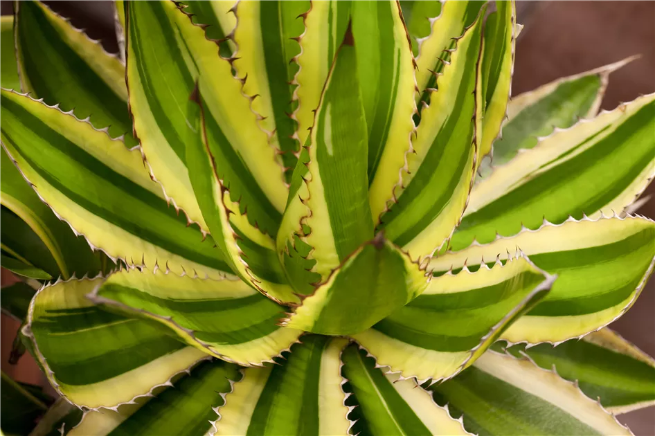 Agave lophantha 'Quadricolor' Pflanze, Pflege & Tipps  Floragard