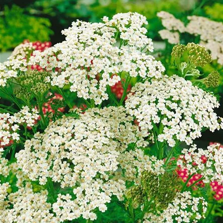 Achillea filipendulina 'Küstennebel'