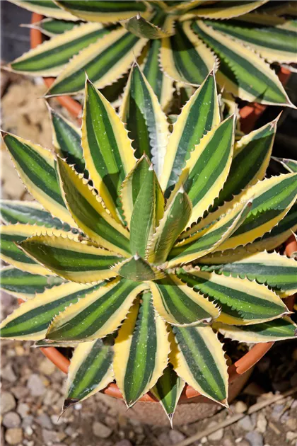 agave kichiokan Butterfly Agave | Agave Potatorum Kichiokan For Sale main image 0