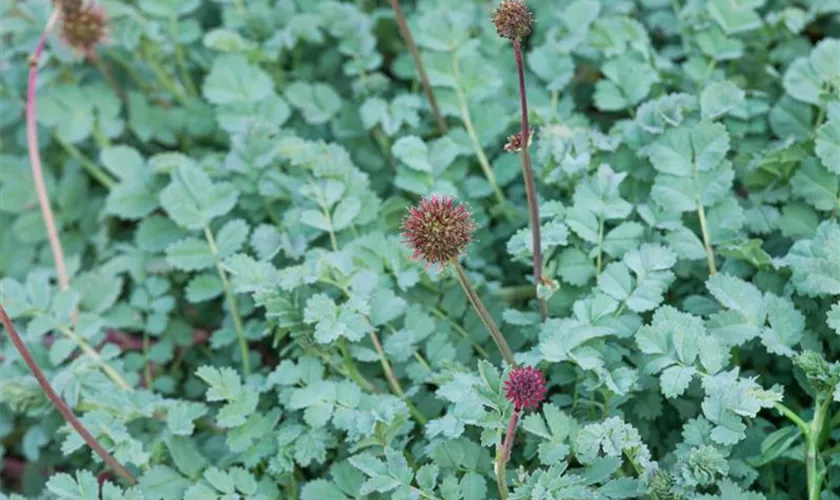 Acaena saccaticupula 'Blue Haze'