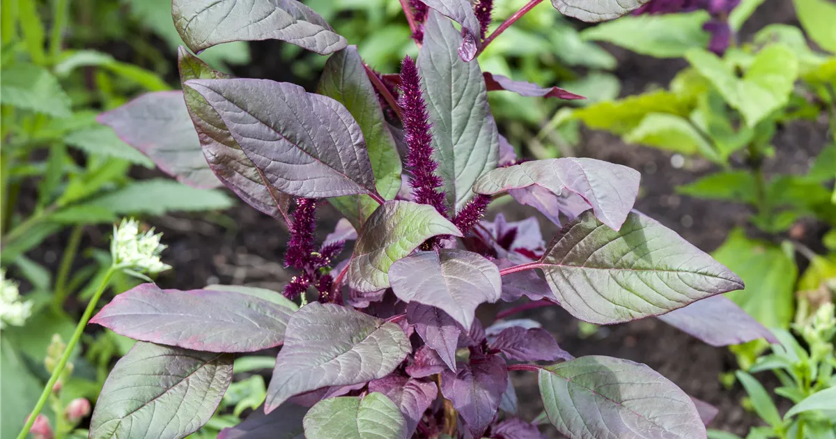 Amaranthus hypochondriacus Pflanze, Pflege & Tipps Floragard