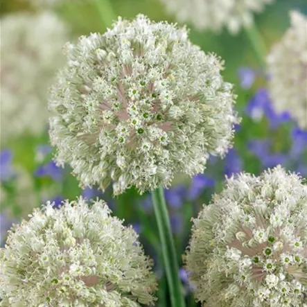 Allium nigrum Allium nigrum