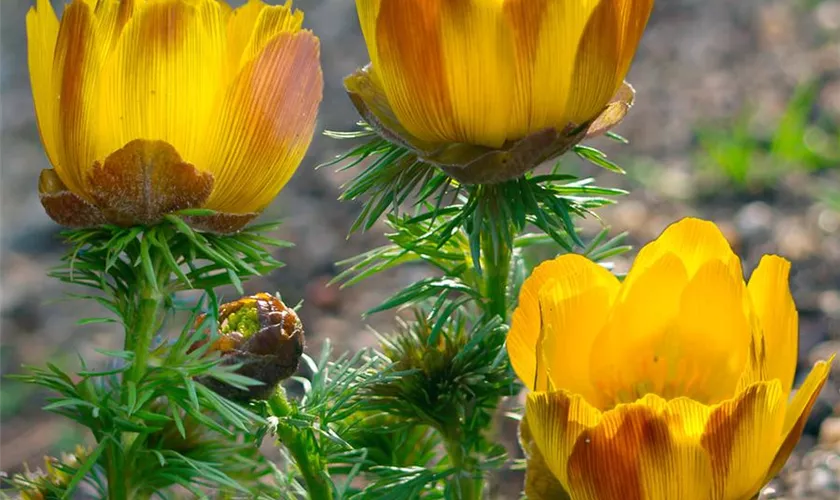 Adonis amurensis 'Pleniflora'