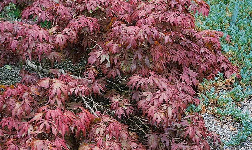 Acer palmatum 'The Bishop'