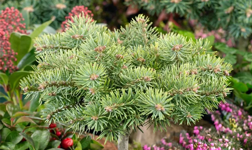 Abies concolor 'Piggelmee'