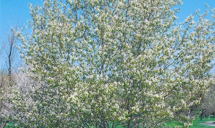 Felsenbirne 'Altaglow'
