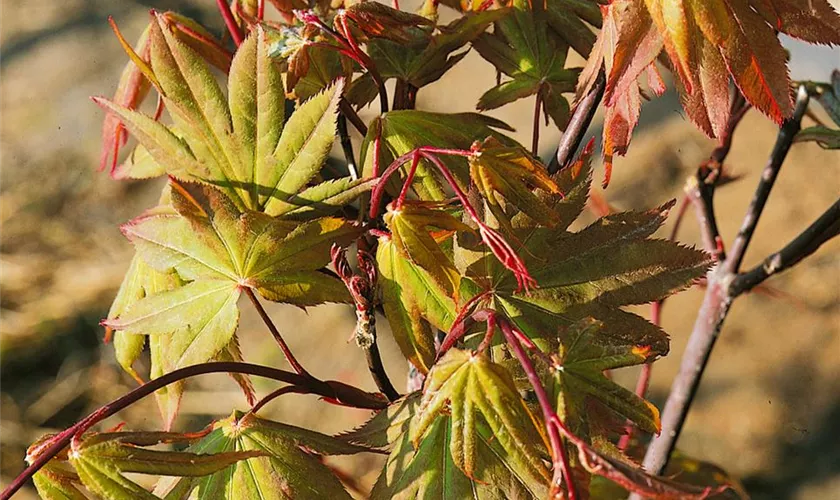 Acer palmatum 'Mino Gasa'
