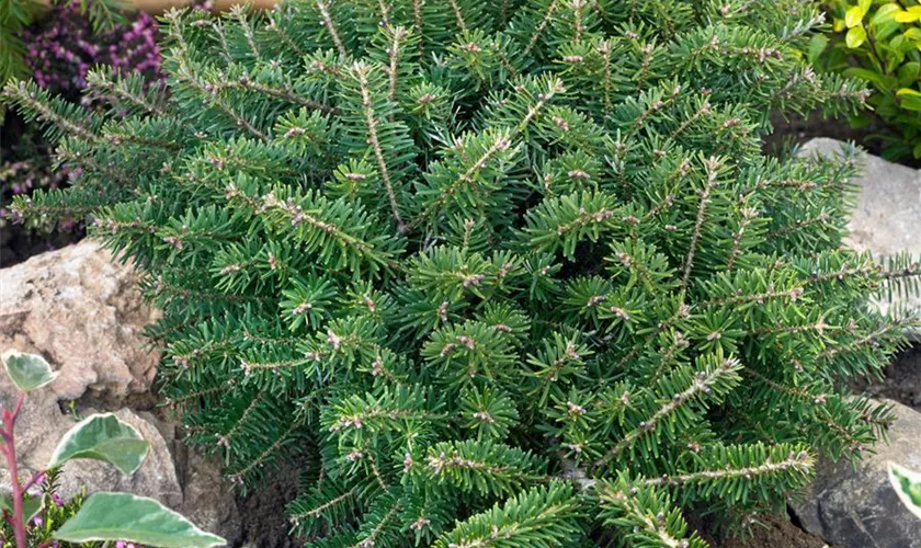 Abies koreana 'Tundra'
