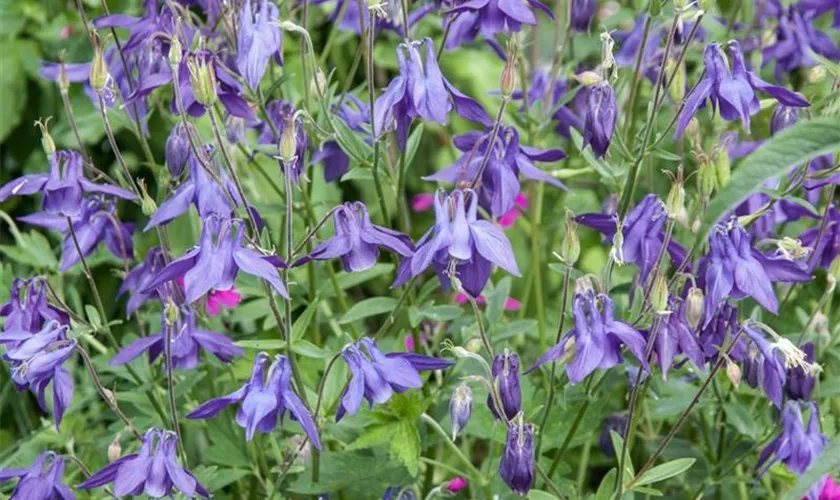 Aquilegia vulgaris 'Superba'