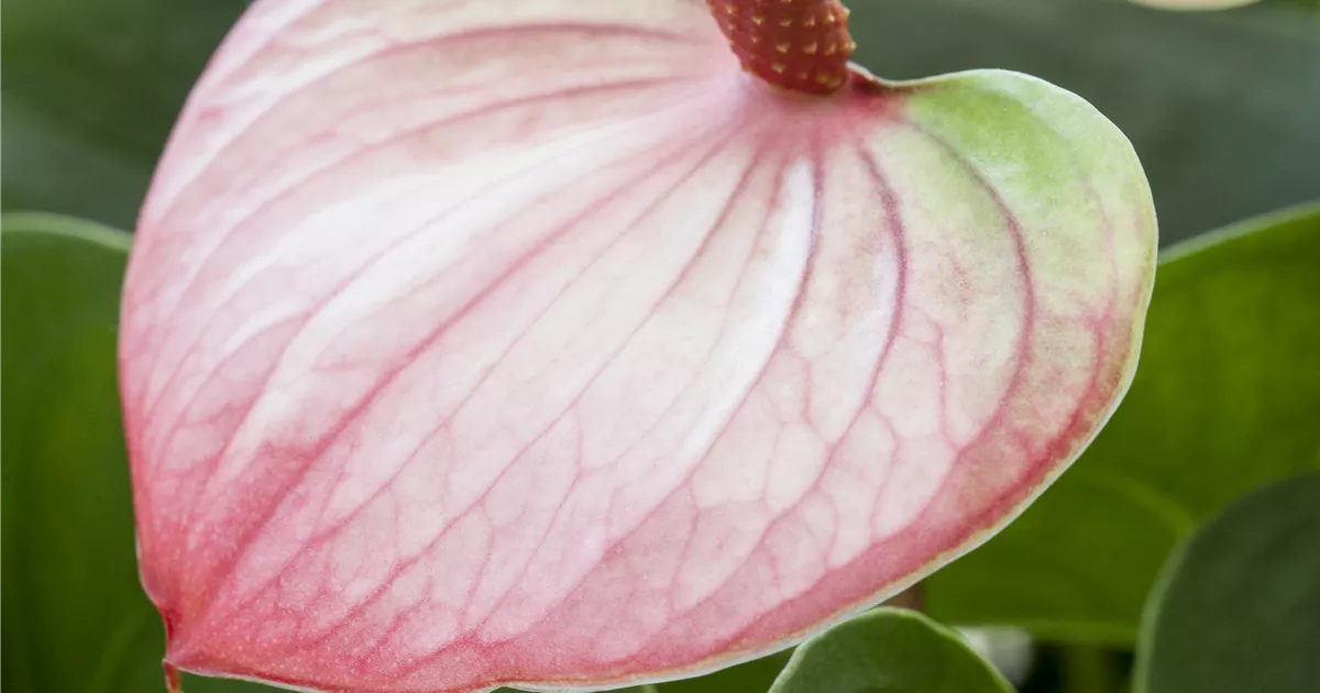 Anthurium x andreanum 'Mystique' Pflanze, Pflege & Tipps  Floragard
