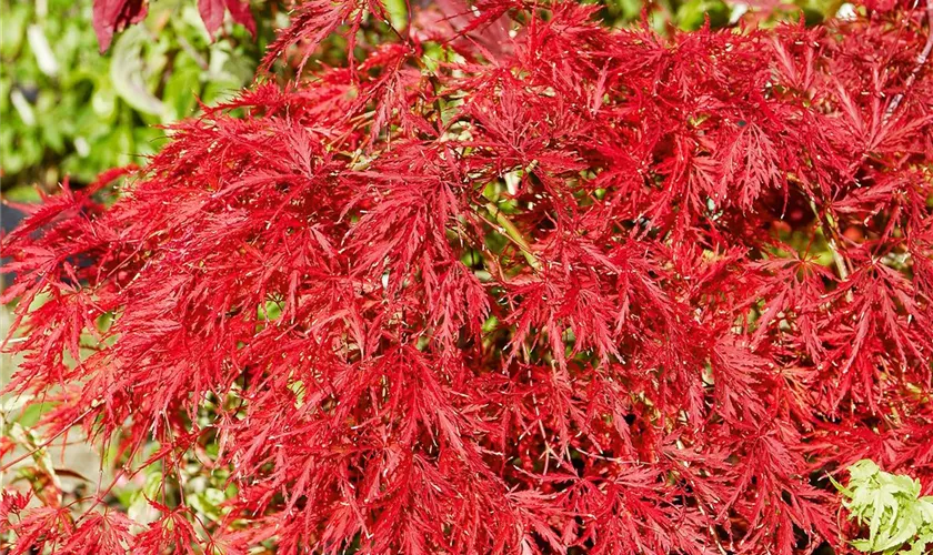 Fächerahorn 'Ever Red'
