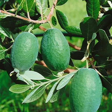 Ananas-Guave 'Mammoth'