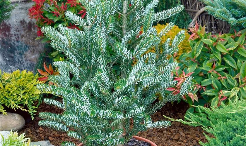 Abies fraseri 'Silver Christmas'