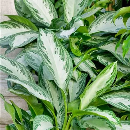 Kolbenfaden 'Cleopatra'