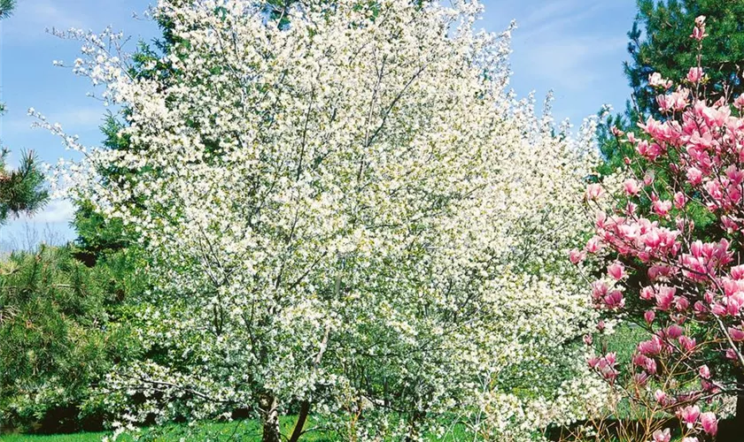 Felsenbirne 'Cumulus'