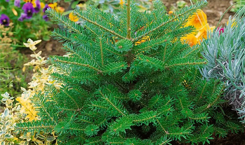 Abies koreana 'Verdener Dom'