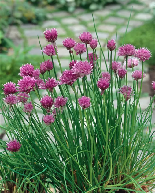 Schnittlauch Pflanze, Pflege & Tipps  Floragard