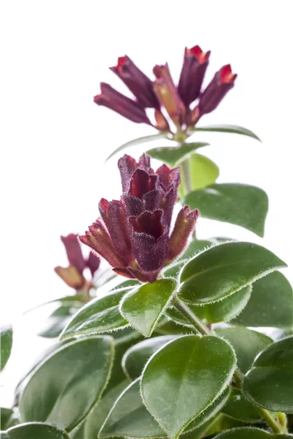 Schamblume 'Mona Lisa' Pflanze, Pflege & Tipps  Floragard