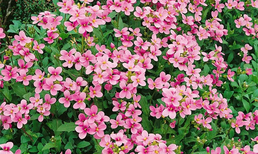 Arabis caucasica 'Rosabella'