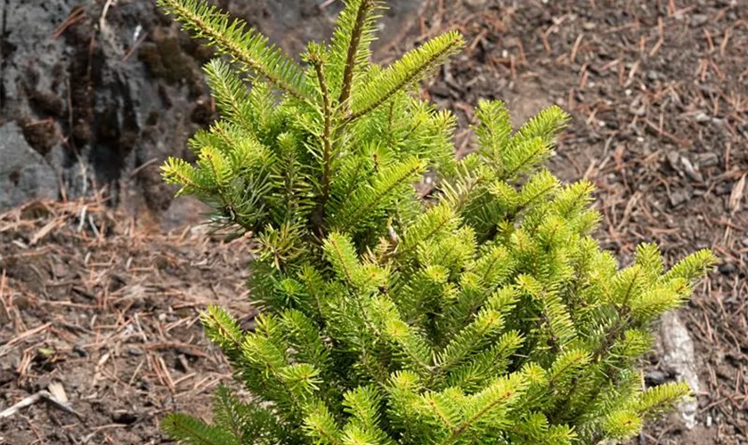 Abies koreana 'Aurea'