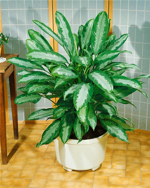 Kolbenfaden 'Silver Moon' Pflanze, Pflege & Tipps  Floragard