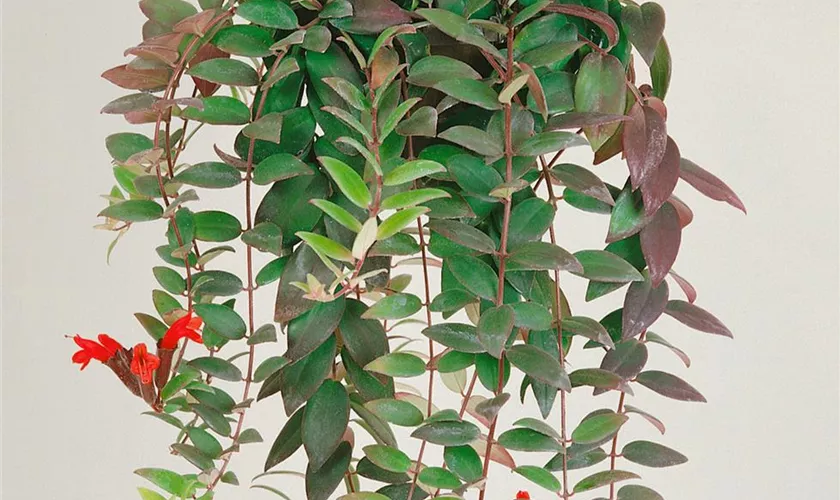 Aeschynanthus speciosus 'Mona Lisa'