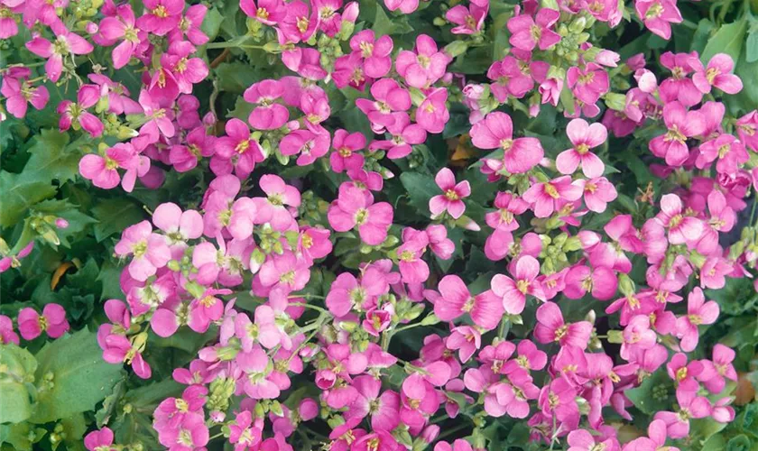 Garten-Gänsekresse 'Coccinea'