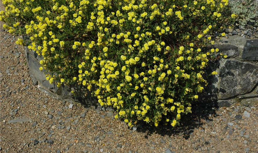 Helianthemum Sonnenr/öschen Gelbe Perle